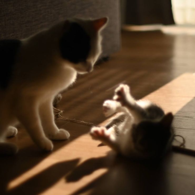 立派なお兄ちゃんだね
