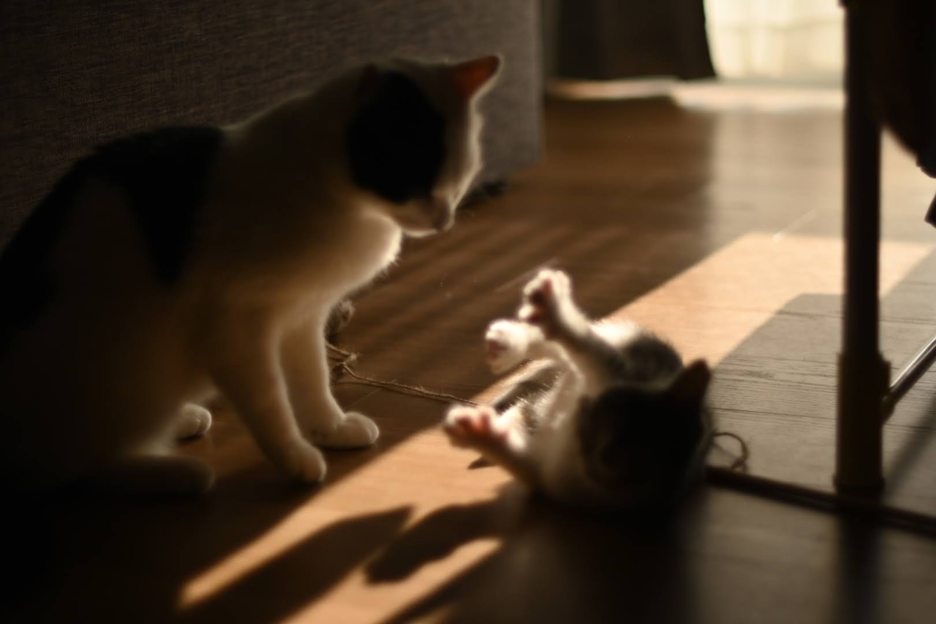 立派なお兄ちゃんだね