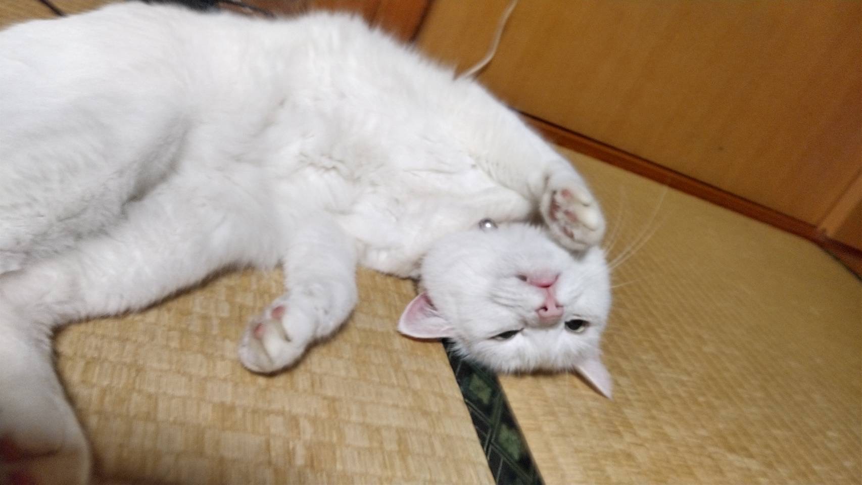 奇跡の出会い