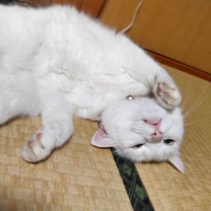 奇跡の出会い