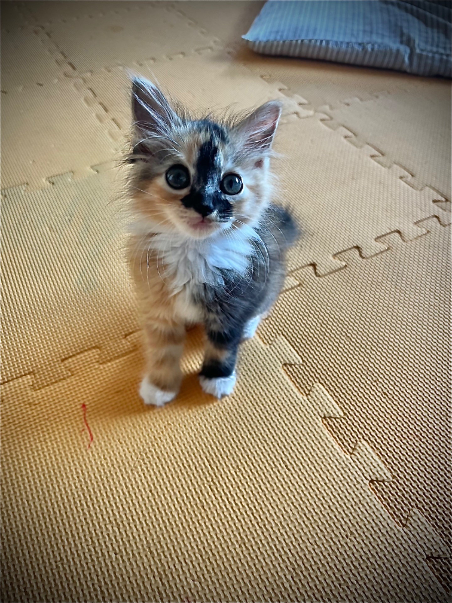 助かったニャン