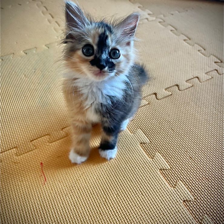 助かったニャン