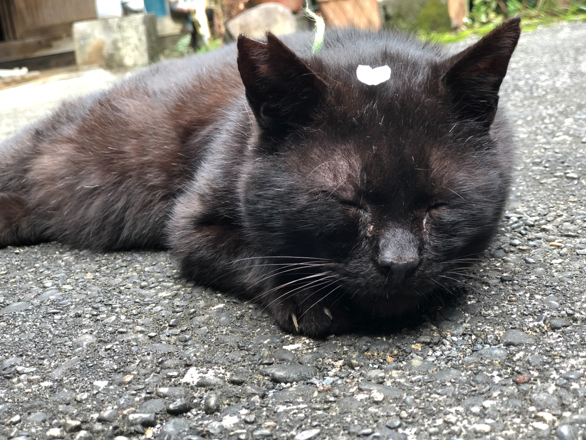 さくら色のクロ猫