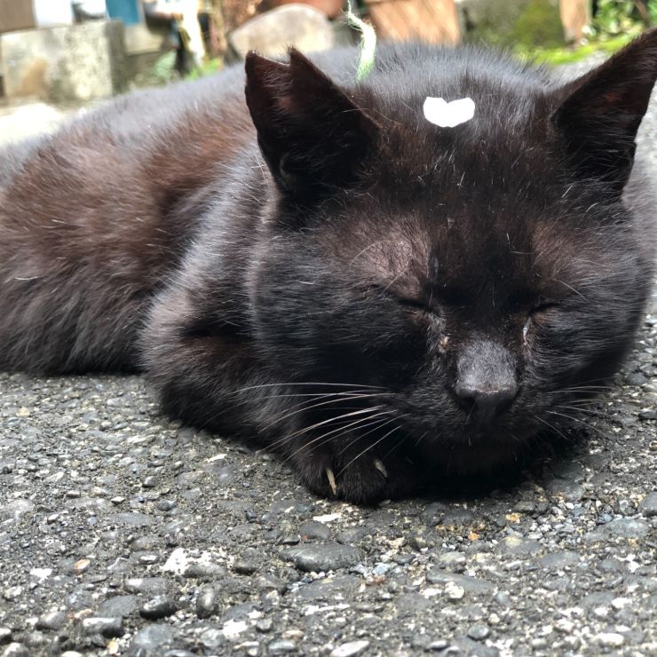 さくら色のクロ猫