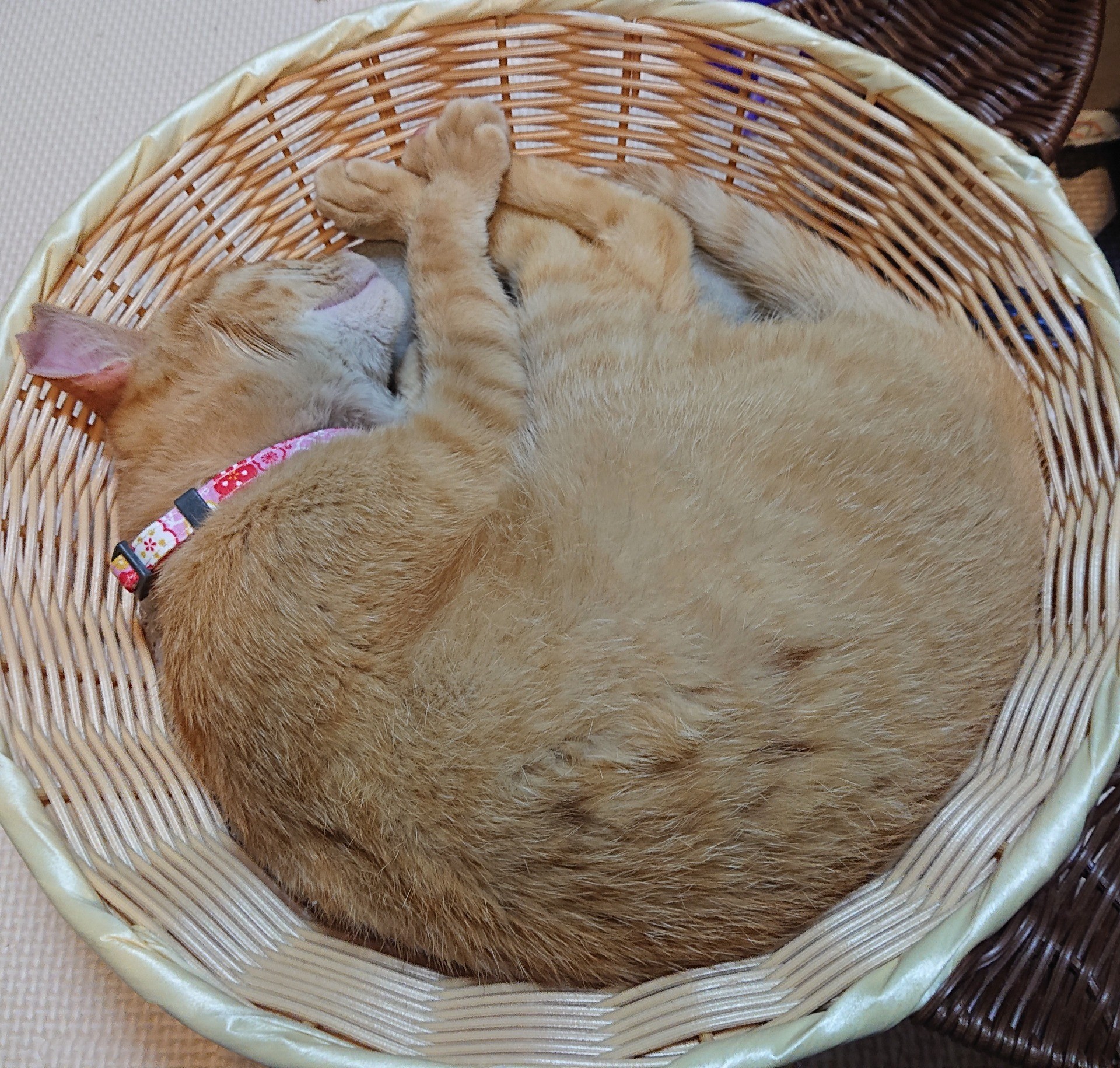 アンモニャイト