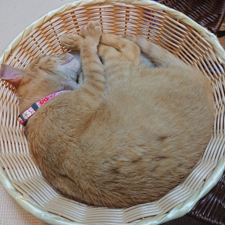 アンモニャイト