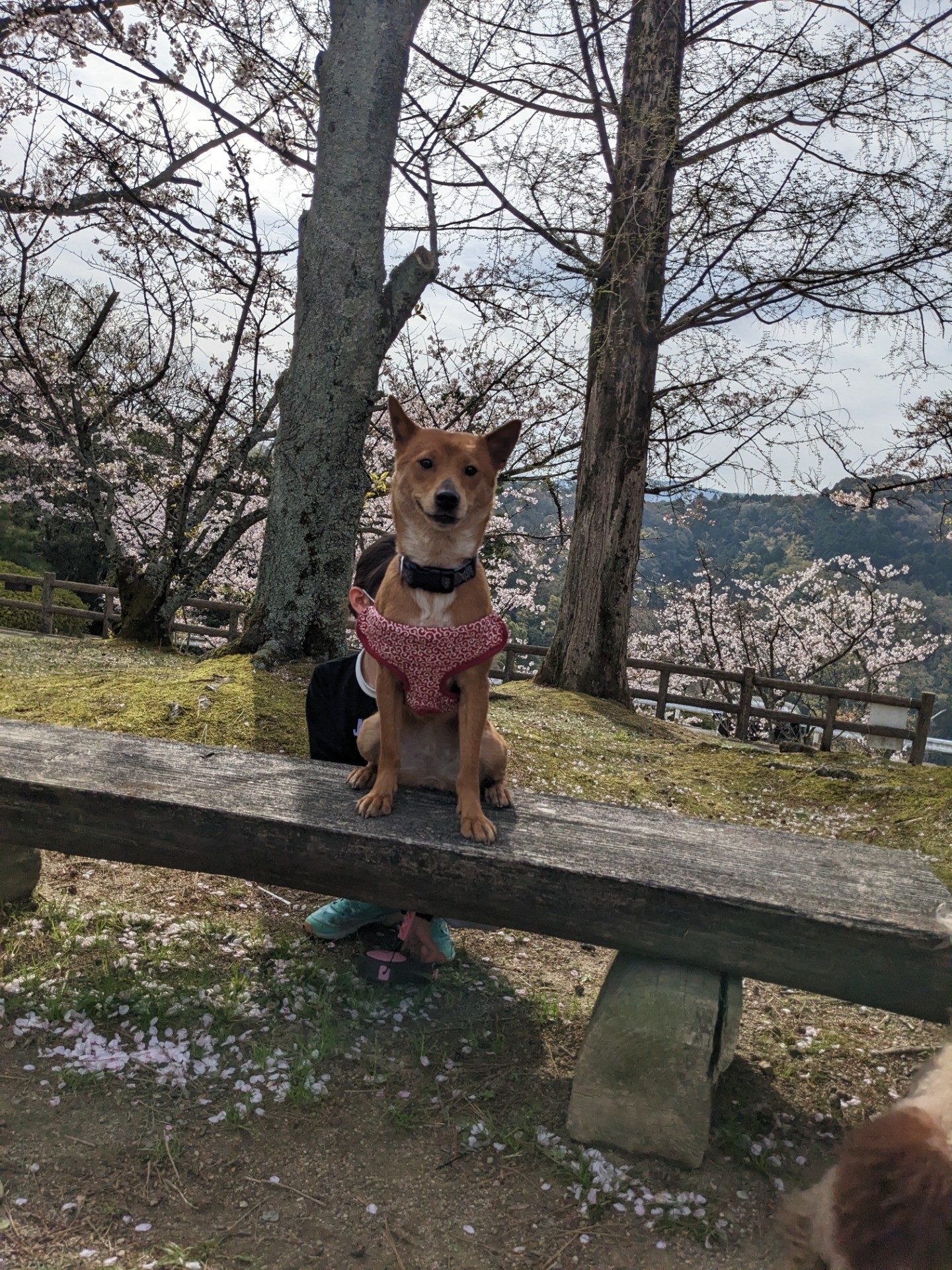 お花見