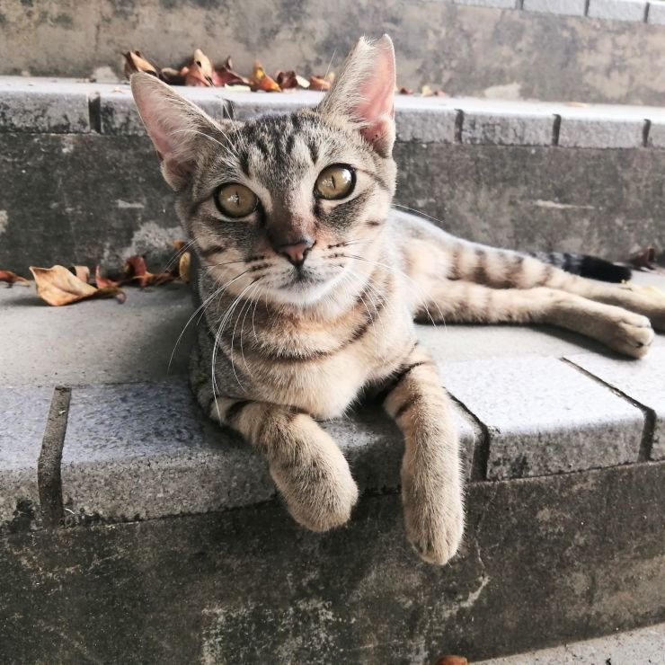 大好き