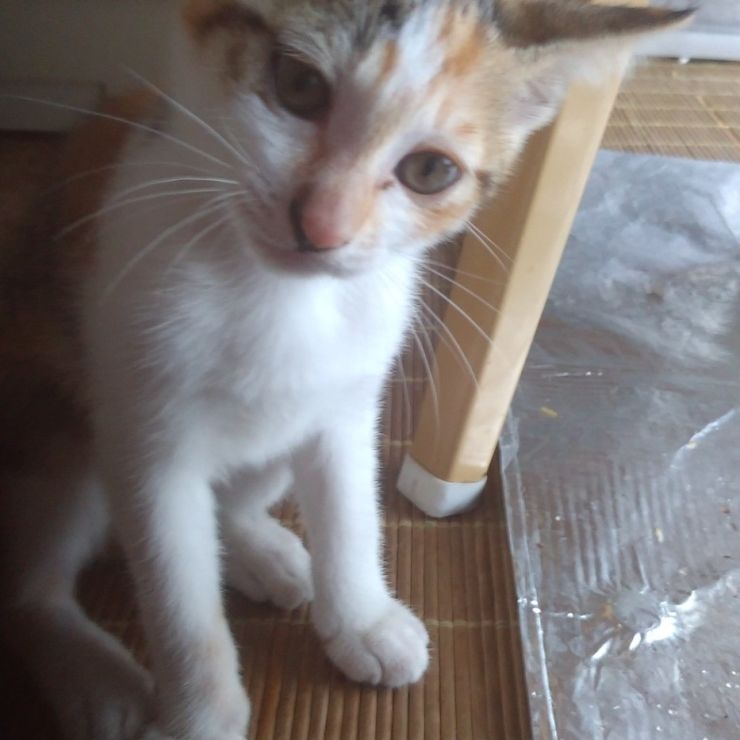 私を呼んだ！？っと首をかしげる姫ニャンコ