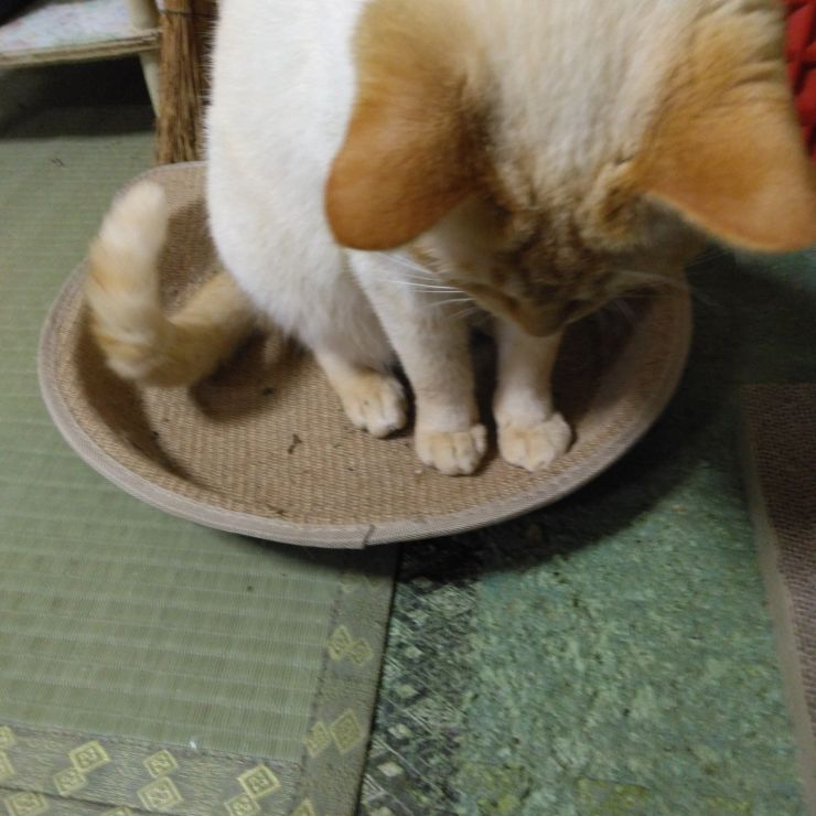小さいんだニャー