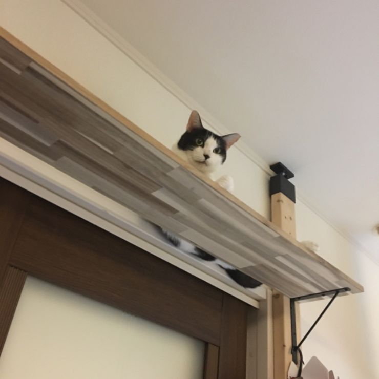 すっかり家猫