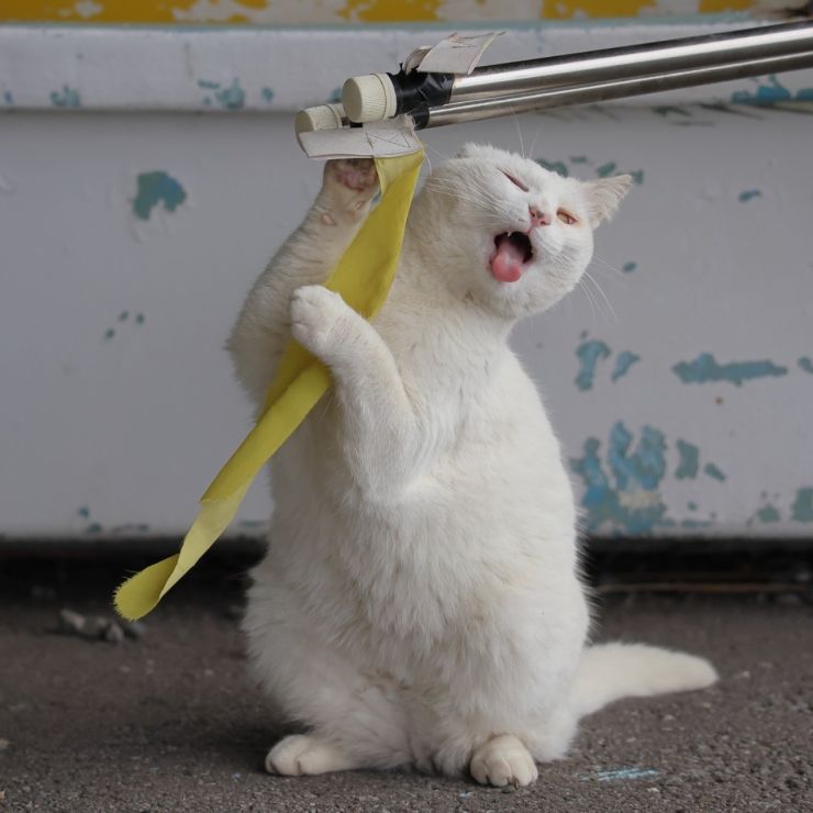 みんなにすてきな猫生を