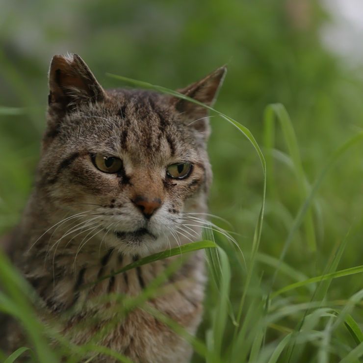 猫活の先生