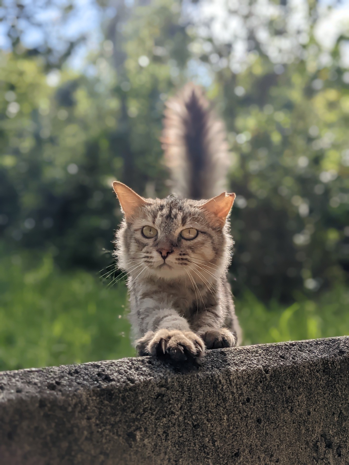 今日もいい天気だニャ〜♫