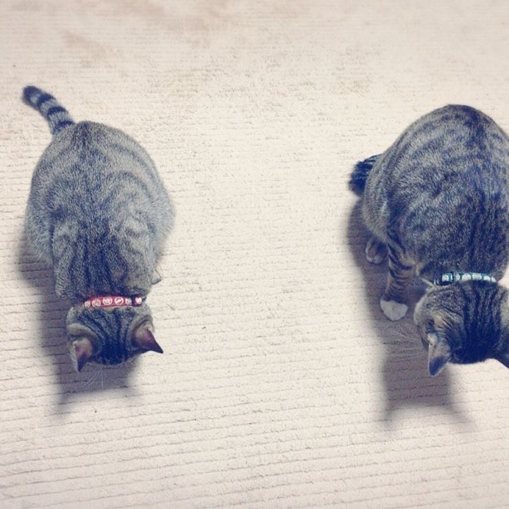 僕と僕の影