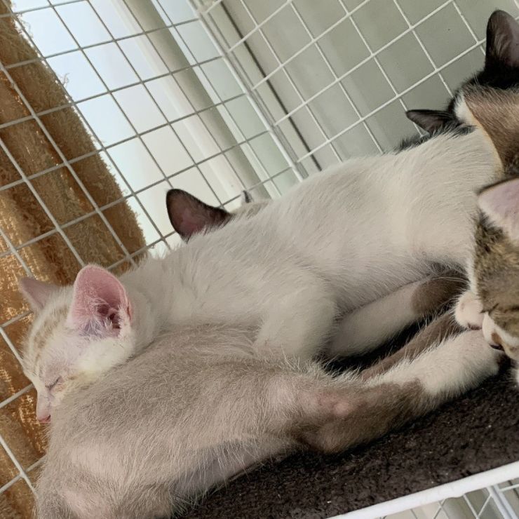 猫サンドにゃ