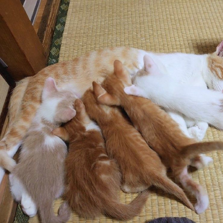 子猫と母猫の日常