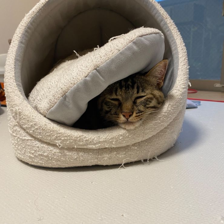 保護猫2歳！