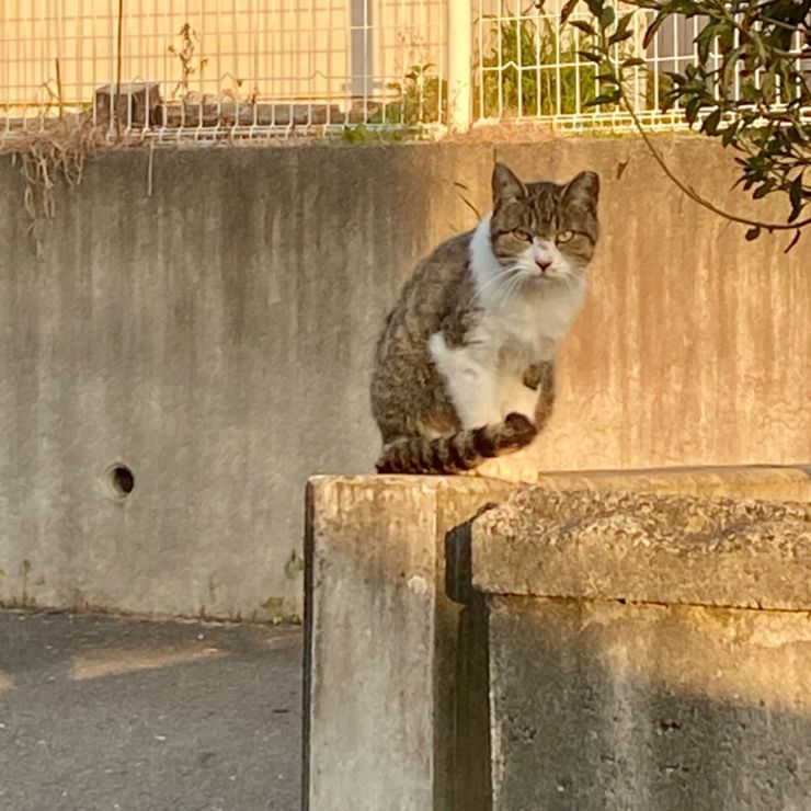 さくら耳の親分猫