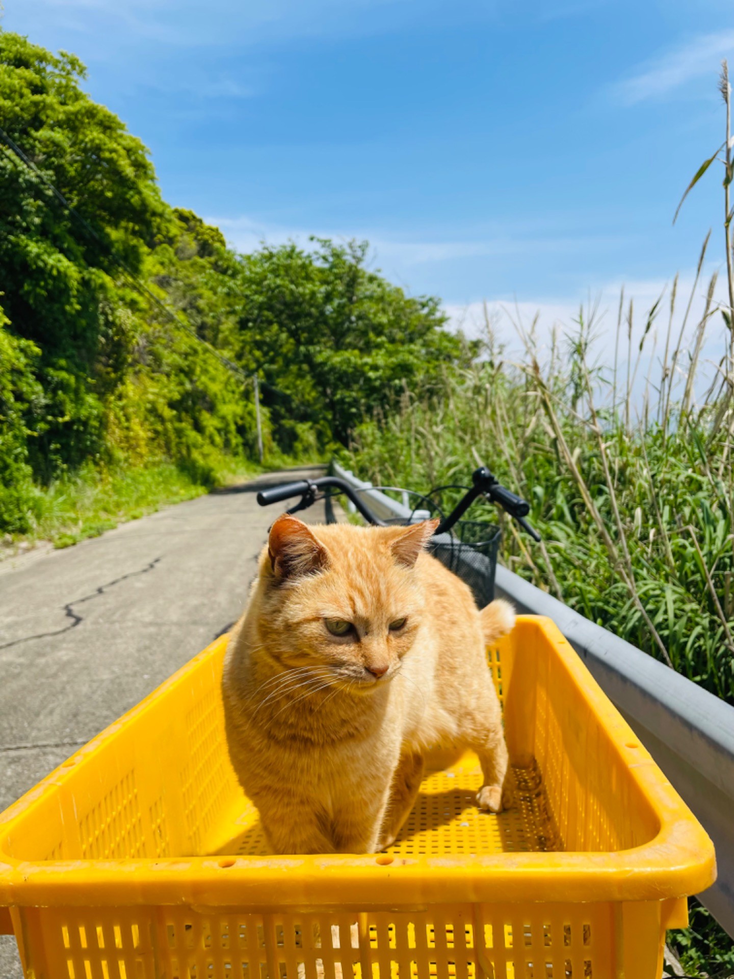 自転車でお出かけ