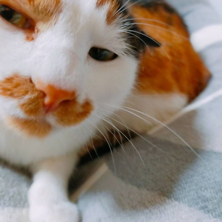 さぁ…撫でなさい❤️