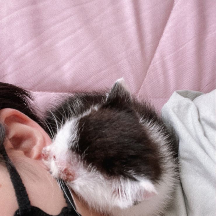 ダンボールの中にいた耳吸い猫