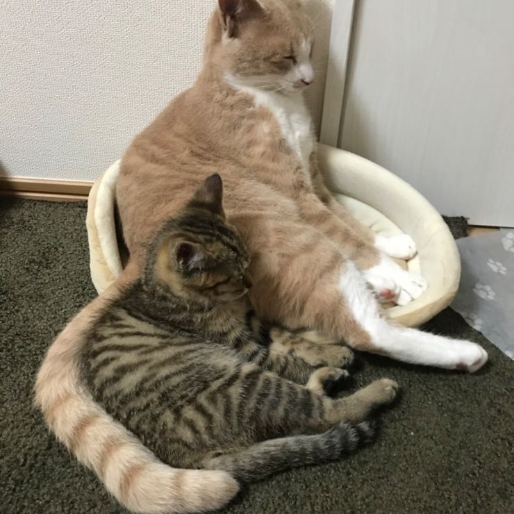 いつでも一緒