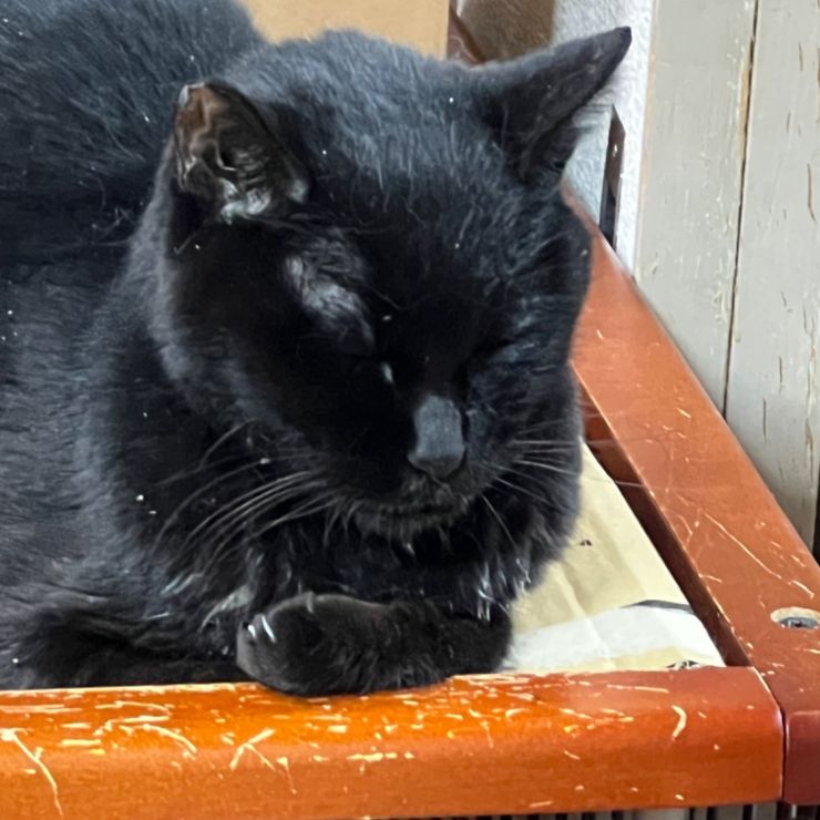 黒猫