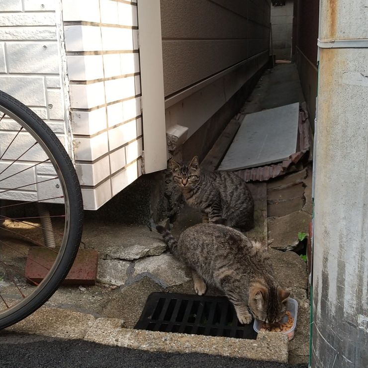 1歳になった兄弟猫