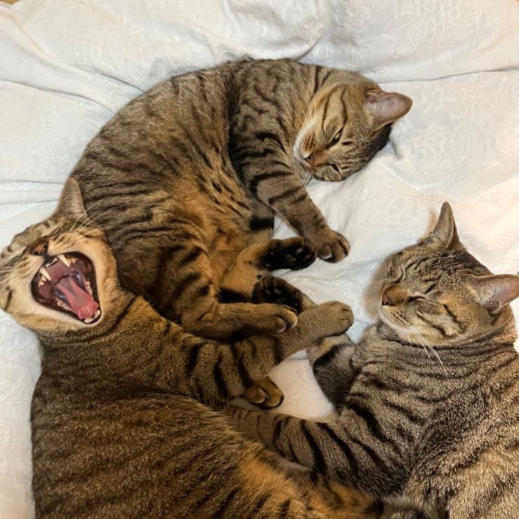 きじきじきじとらとらとら