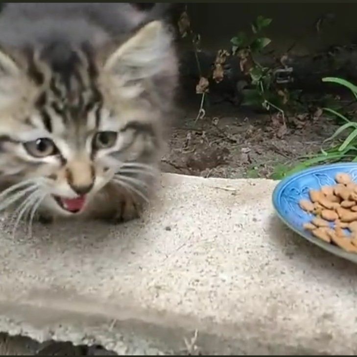 これからほごされます！