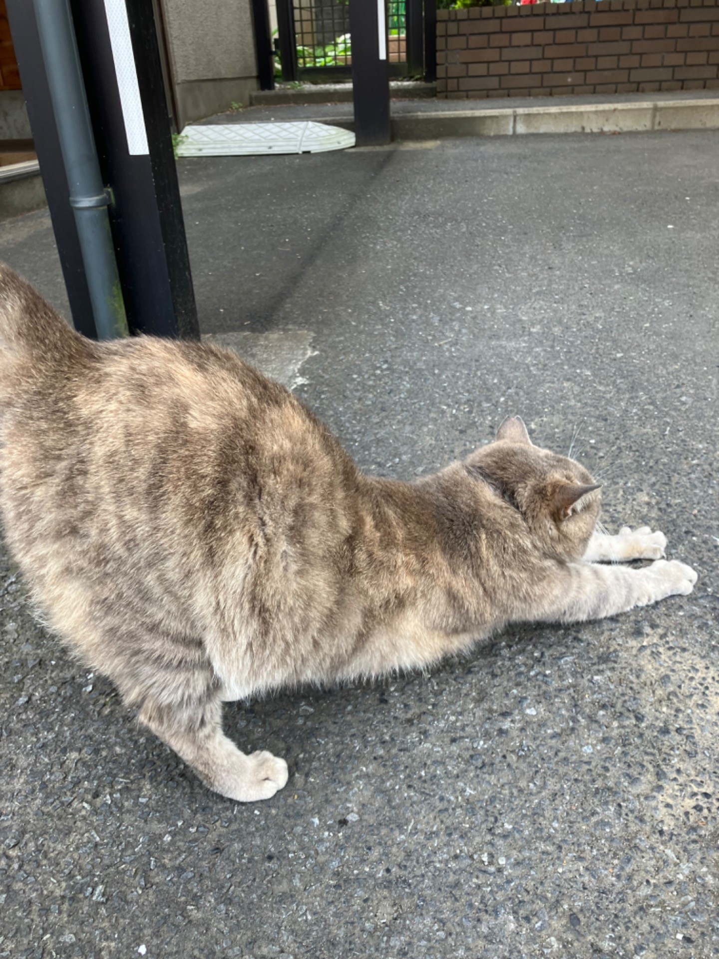 野良猫の穏やかな日々