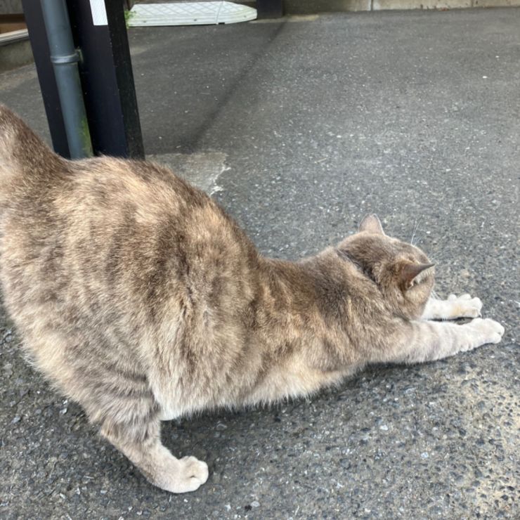 野良猫の穏やかな日々