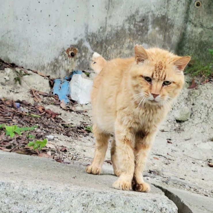 高齢猫さん頑張って