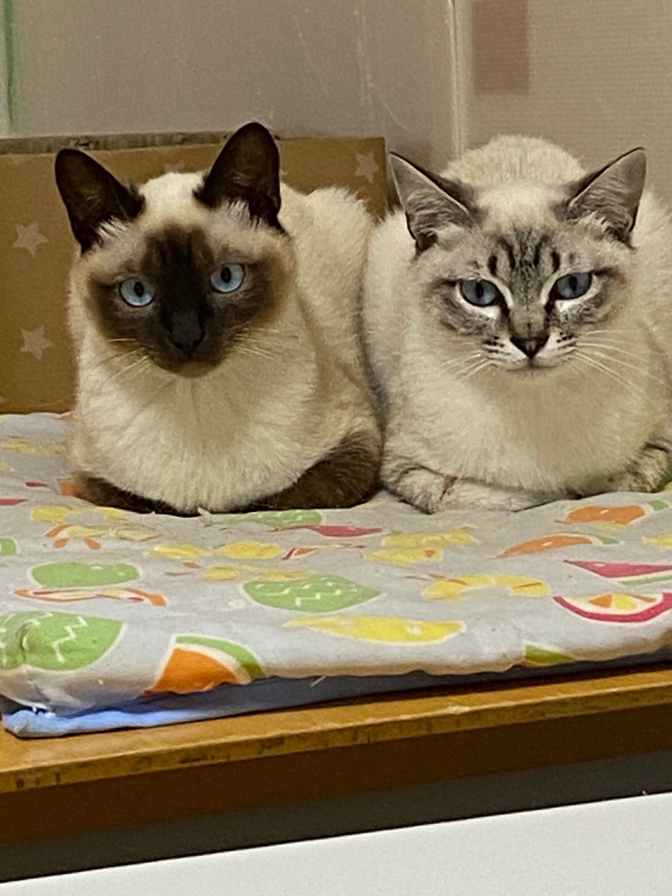 家猫修行中