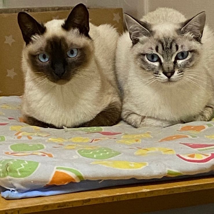 家猫修行中