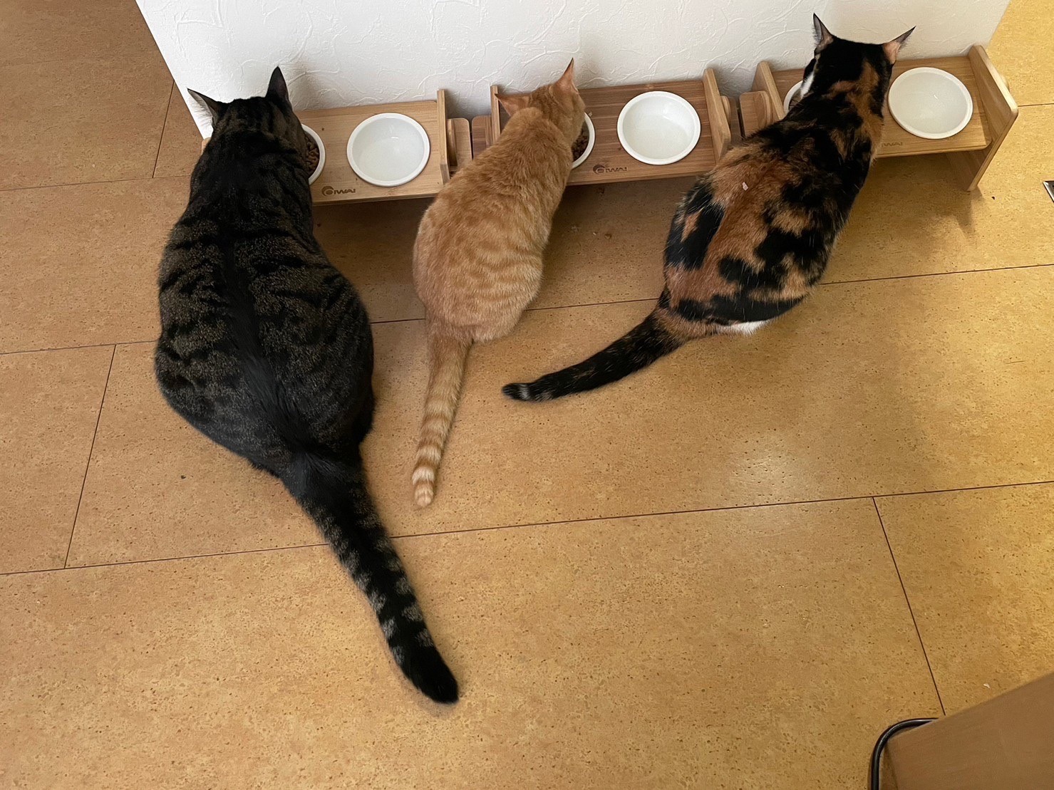 大中小の保護猫たち