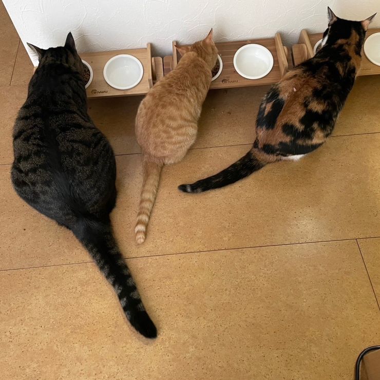 大中小の保護猫たち
