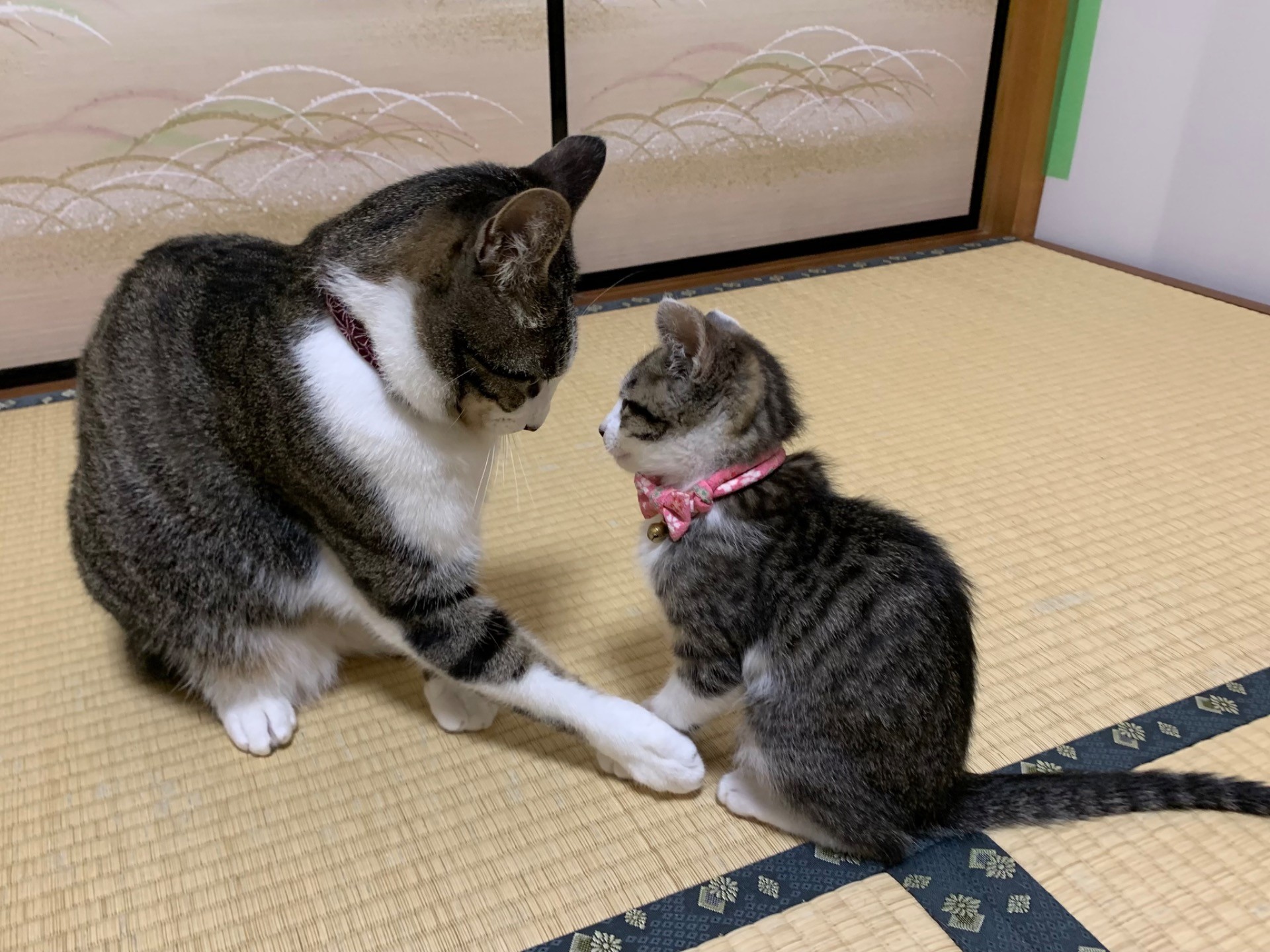 お兄ちゃん、はじめまして。