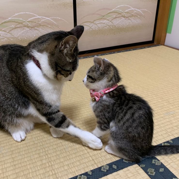 お兄ちゃん、はじめまして。