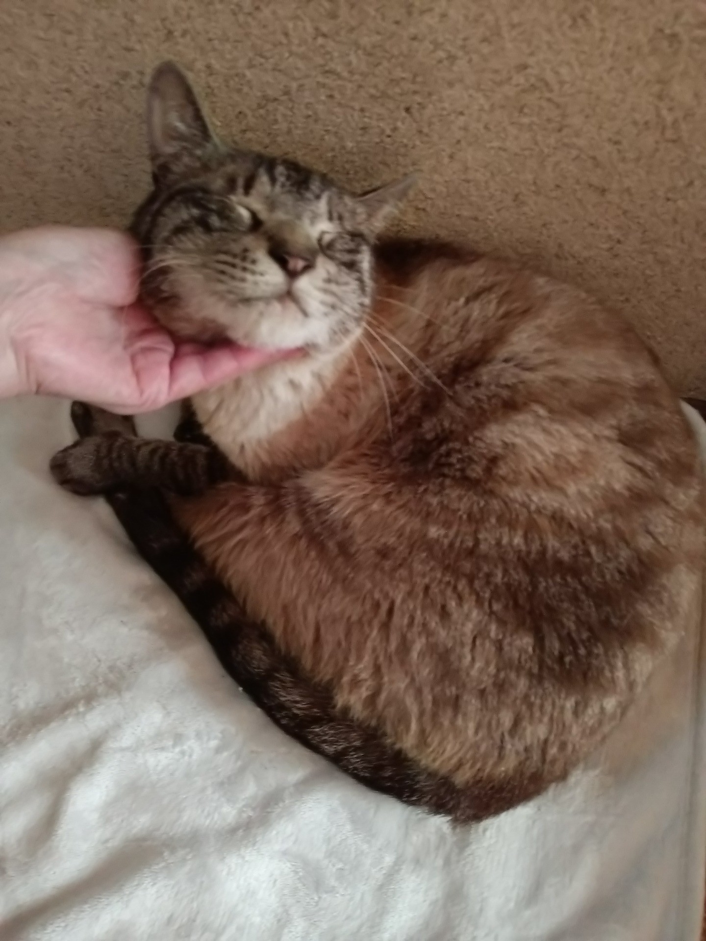 捨てられたのか?シニア猫さん