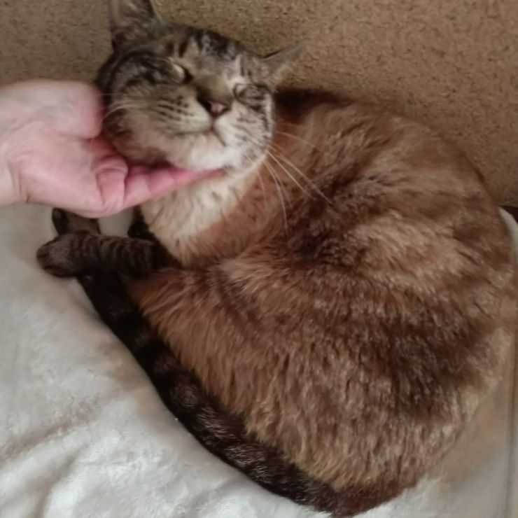 捨てられたのか?シニア猫さん