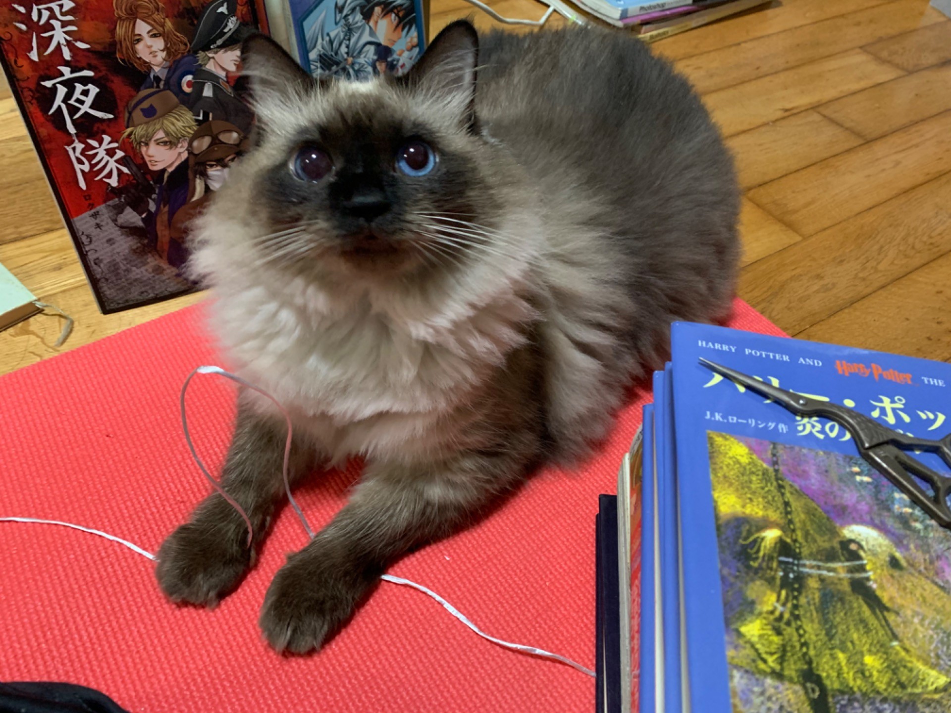 天使の君