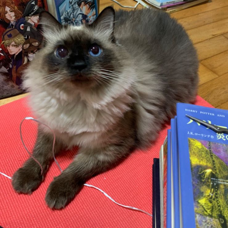 天使の君