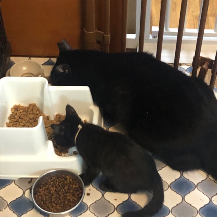 餌やりさんの前にフラリと現れた黒猫