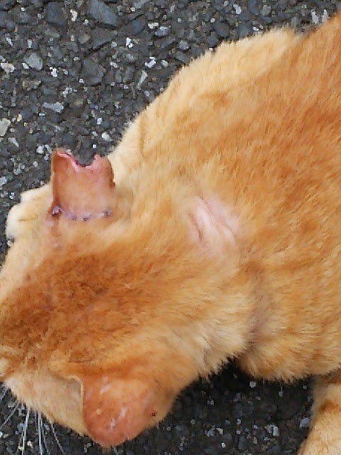 首輪跡があるリング君