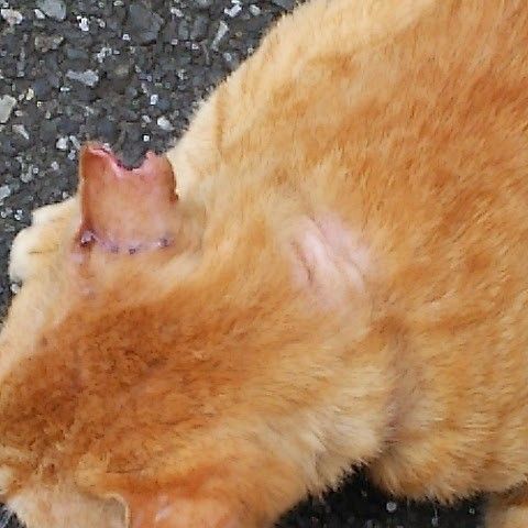 首輪跡があるリング君