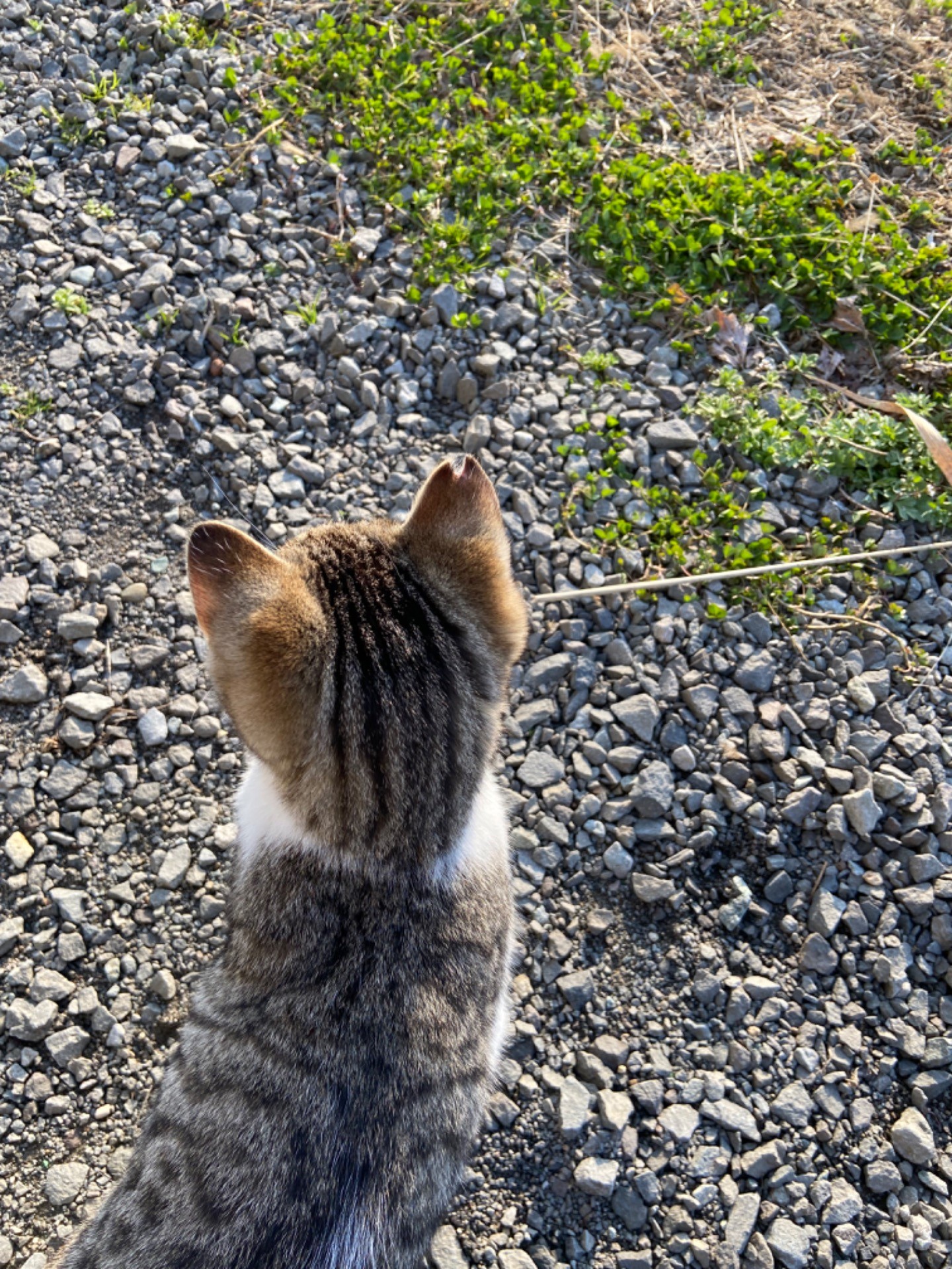 最初のさくらねこ