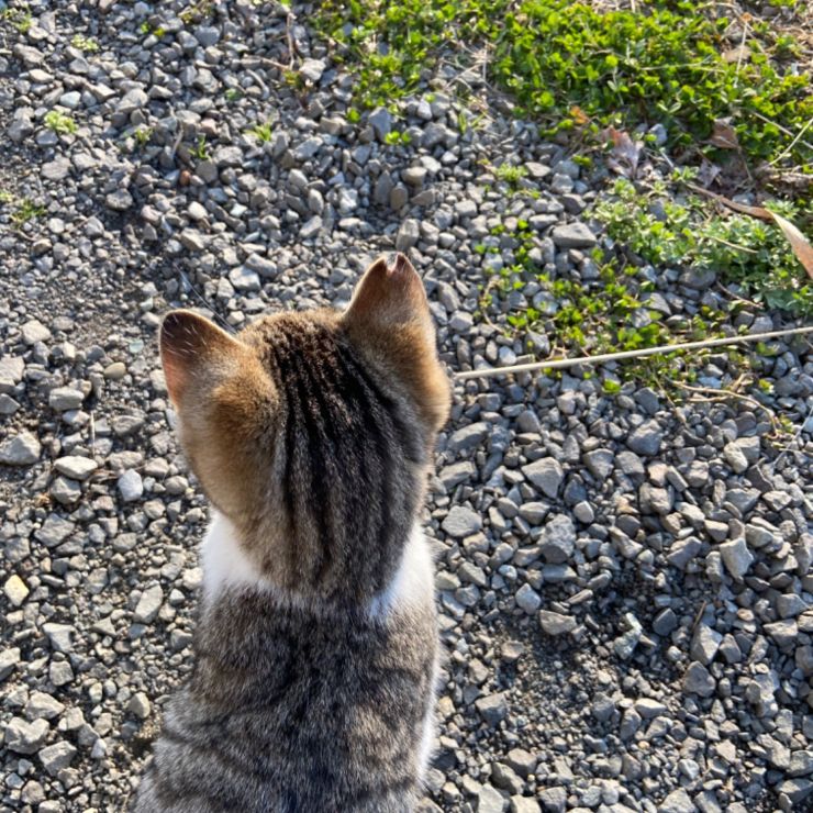 最初のさくらねこ