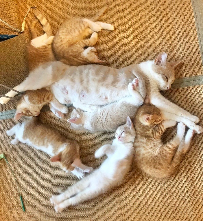 ほぼ同じデザインの親子7匹です